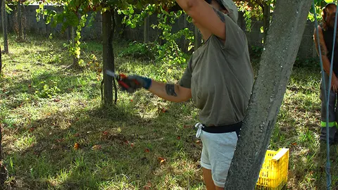 La vendimia en Adega Pateira es una celebración de la diversidad de sus viñedos recuperados.
