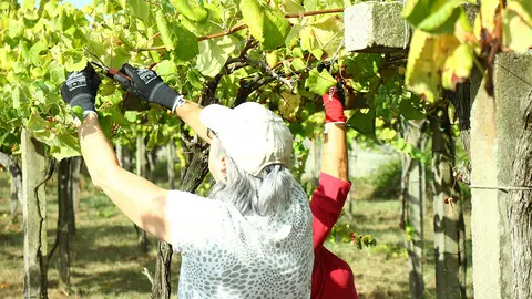 Adega Pateira de O Rosal da inicio a la vendimia 2024 con la cosecha de viñedos recuperados en el municipio.