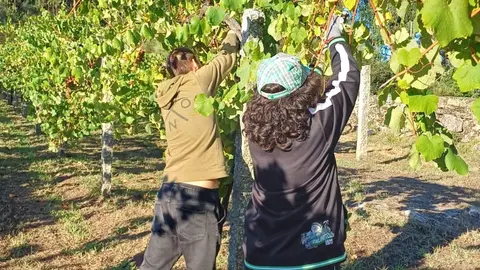 La vendimia en el Castillo de Soutomaior ha superado las expectativas, recolectándose más de 12.000 kilos de uva, principalmente albariño y godello. ARCHIVO.