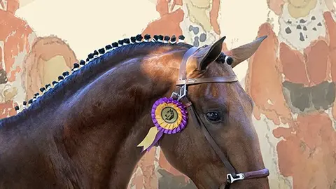 O cartaz da Feira do Cavalo de Ponte de Lima.