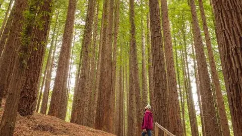 España Verde se consolida como un destino turístico líder, ofreciendo experiencias únicas en contacto con la naturaleza y la rica cultura del norte de España.