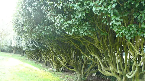 Grupo de camelias antiguas del Pazo de Rubiáns,Vilagarcía.