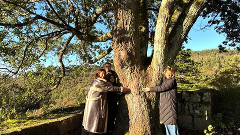 El alcanforeiro (Cinnamomum camphora (L.) Siebold) del Castillo del Sobroso es un árbol subtropical siempre verde de la familia de las lauráceas que se cultiva como ornamental en varios puntos de la Península Ibérica.