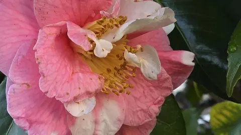 Camelia. Olbeira. Vilanova de Arousa.