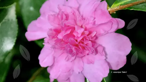 Fragmento del cartel anunciador .