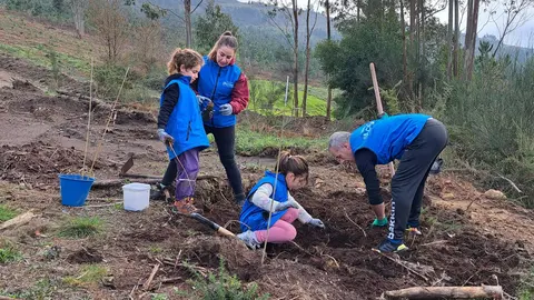 Cerca de 300 árboles nuevos en O Viso gracias a la iniciativa de Afundación y ABANCA.