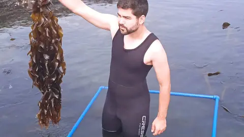 Alga wakame a crescer sobre mexilhões em estruturas artificiais, substituindo espécies nativas.