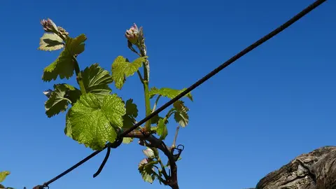 Brote muy desarrollado en una parcela de Ribadumia.