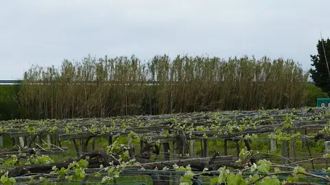 A Estación Fitopatolóxica do Areeiro avisa de que, co aumento dos esporanxios no aire e o maior desenvolvemento das follas, se se compren os prognósticos meteorolóxicos dos próximos días elevarase o risco de infección