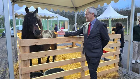 El alcalde de Arcos de Valdevez observa a una yegua con su cría.  R. LEDO.