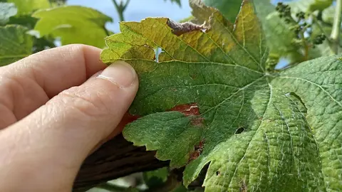 Síntoma que na face da folla semella unha mancha importante de mildio.
