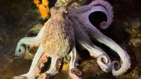 Imagen del pulpo común (Octopus Vulgaris).