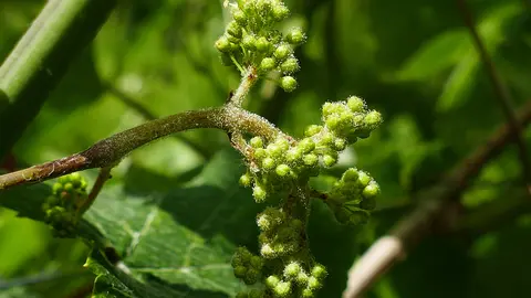 Racimo con frutificacion de mildio en O Condado.