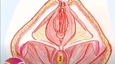 Suelo Pélvico femenino.