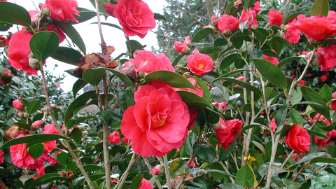 Camelia híbrida "Rosalía de Castro" de la Casa Museo de Rosalía de Castro en Iria Flavia, Padrón.
