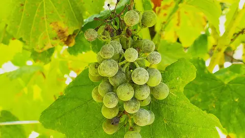 Oidio de diferentes infeccións en acio testemuña.
