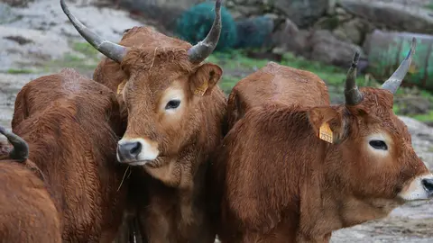 Apoio à pecuária de Arcos de Valdevez para garantir o bem-estar e a saúde animal.