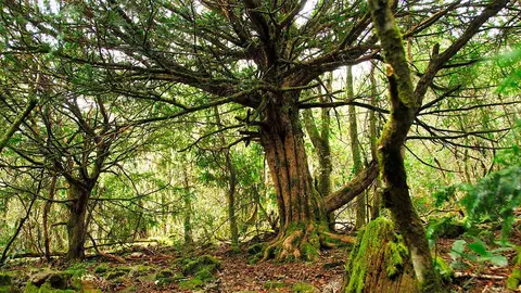 El Teixadal de Casaio, situado también en tierras de Trevinca en el concello ourensano de Carballeda de Valdeorras, es el bosque más antiguo de Galicia y una auténtica reliquia de la Naturaleza única en Europa.