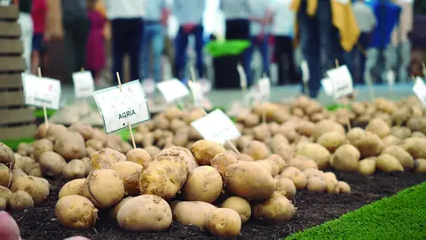 Las seis variedades de patata que competirán en la I Cata-Concurso, que tendrá lugar este viernes, 5 de septiembre, en la Feria Alimagro.