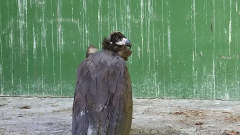 La ave, rescatada en estado muy endeble en el ferial del San Froilán, en Lugo, tiene aproximadamente un año de vida, es de una especie no habitual en Galicia y presenta una evolución favorable.