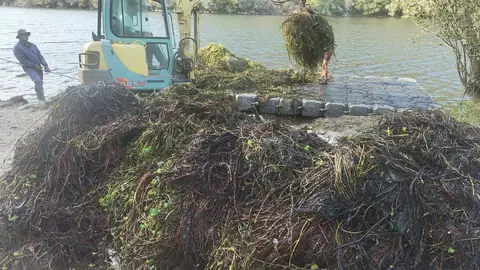 Em Ponte da Barca, a erva-pinheirinha, uma planta invasora, é removida cuidadosamente de troços dos rios Lima e Froufe, numa intervenção crucial para a saúde dos ecossistemas fluviais.