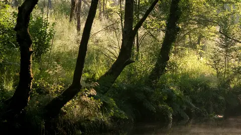 Bosque autóctono gallego, ejemplo de infraestructura verde natural que contribuye a la prevención de incendios y a la conservación de la biodiversidad.