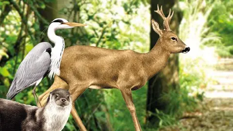 Algunos de los habitantes más emblemáticos de la Área de Paisaje Protegido das Lagoas de Bertiandos e São Pedro d’Arcos, un espacio de gran riqueza ecológica que celebra 25 años de conservación.