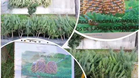 Fileira de “Pinheirinhos de Natal” já disponível no Mercado Municipal, fruto de ações de silvicultura preventiva e da colaboração entre o Município, a União de Freguesias de S. Jorge e Ermelo e os Baldios de S. Jorge.