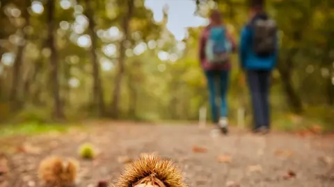 Senderismo entre casta&ntilde;os en un paisaje oto&ntilde;al gallego, con un erizo de casta&ntilde;a en primer plano, s&iacute;mbolo de la temporada y de los sabores tradicionales del Oto&ntilde;o Gastron&oacute;mico.