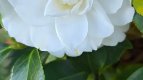 Camelia, Vilanova de Arousa.