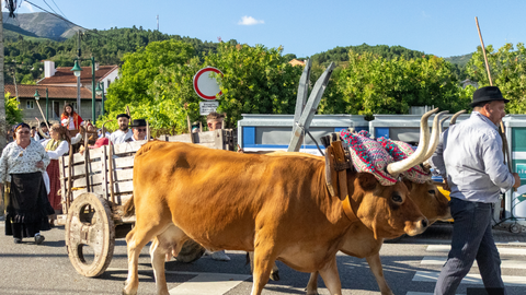 Un carro de bueyes, acompa&ntilde;ado por vecinos ataviados con trajes tradicionales, recorre las calles de Soajo durante el Desfile de la Tradici&oacute;n, uno de los actos m&aacute;s emblem&aacute;ticos de la Feria de Artes y Oficios Tradicionales, que rinde homenaje al pasado agr&iacute;cola y a la identidad cultural de esta localidad de Arcos de Valdevez.