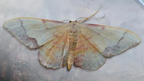 Ejemplar de Idaea ostrinaria identificado durante el estudio, que contabiliz&oacute; 127 mariposas nocturnas de m&aacute;s de 40 taxones en una sola noche.