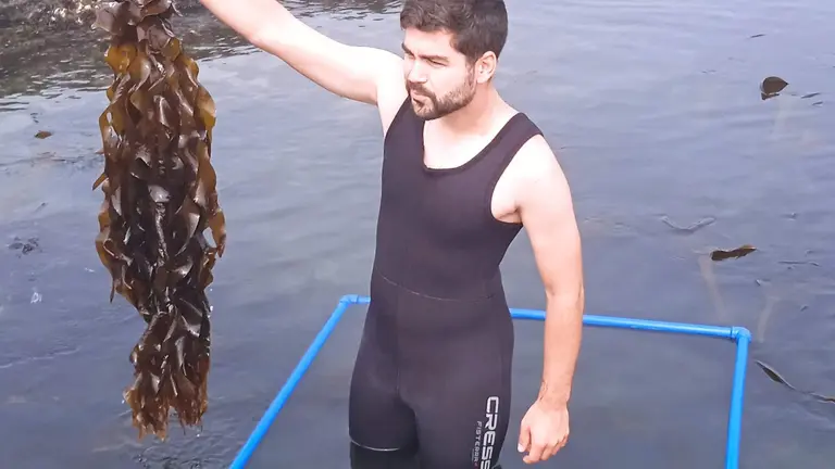 Alga Wakame: Estudo Luso-Galaico Mapeia Invasão e Propõe Soluções na Costa Norte de Portugal