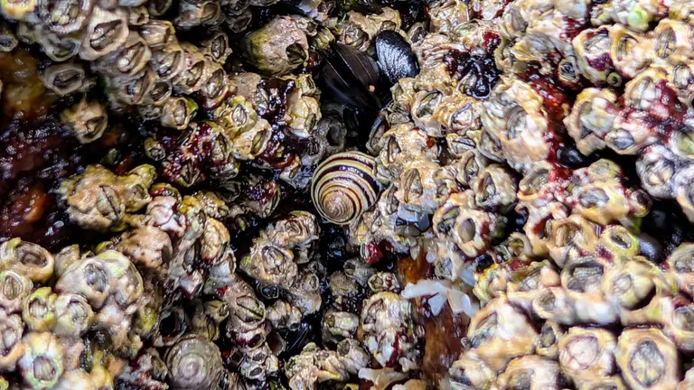 El caramuxo bravo de Cíes abre una ventana al nacimiento de nuevas especies