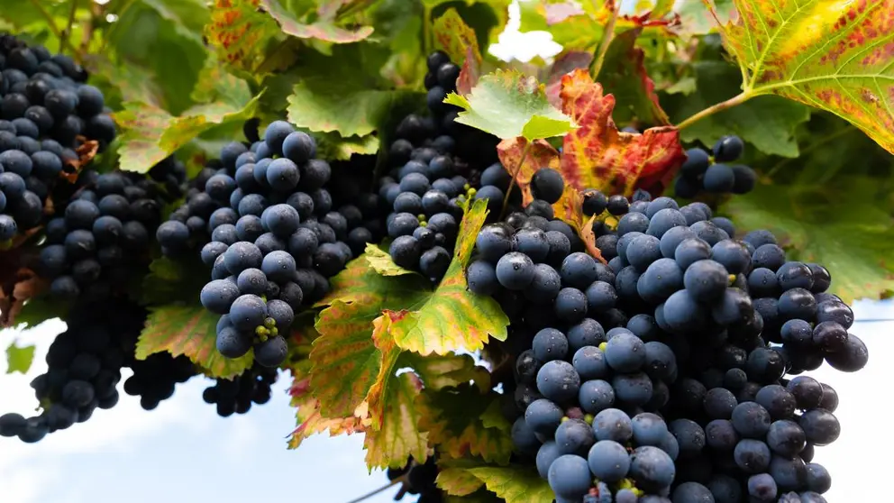 Viñedos de la Rectoral de Amandi.