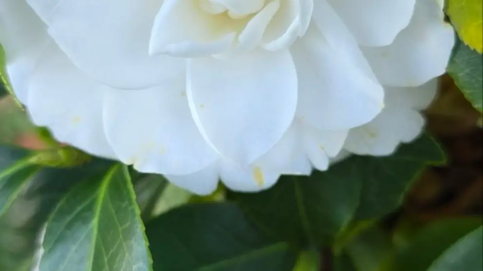 Camelia, Vilanova de Arousa.