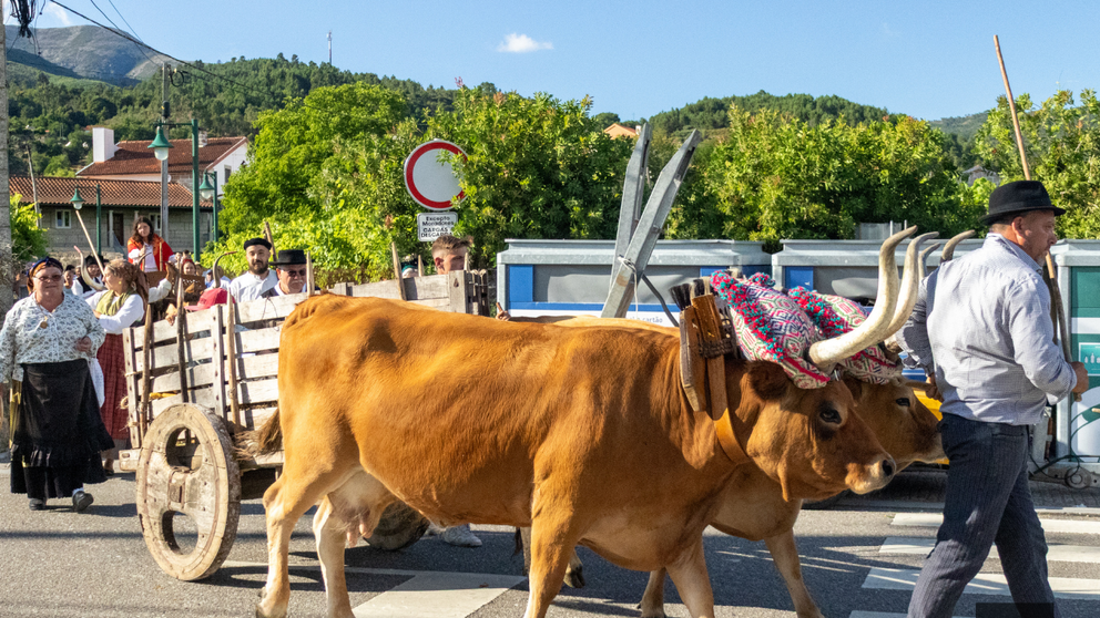 Un carro de bueyes, acompa&ntilde;ado por vecinos ataviados con trajes tradicionales, recorre las calles de Soajo durante el Desfile de la Tradici&oacute;n, uno de los actos m&aacute;s emblem&aacute;ticos de la Feria de Artes y Oficios Tradicionales, que rinde homenaje al pasado agr&iacute;cola y a la identidad cultural de esta localidad de Arcos de Valdevez.