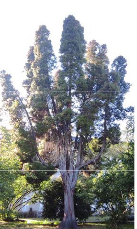 Criptomeria elegante o Cedro japonés del jardín
histórico de Mondariz‐Balneario.