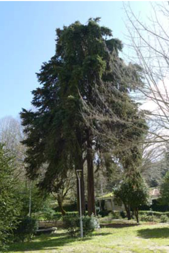 Cipreses de Portugal del jardín histórico de
Mondariz‐Balneario.