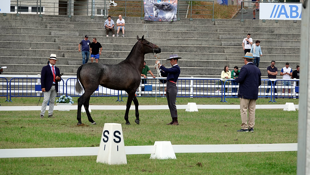 Participante en el Concurso Morfofuncional en Equina Galicia 2022. ARQUIVO.