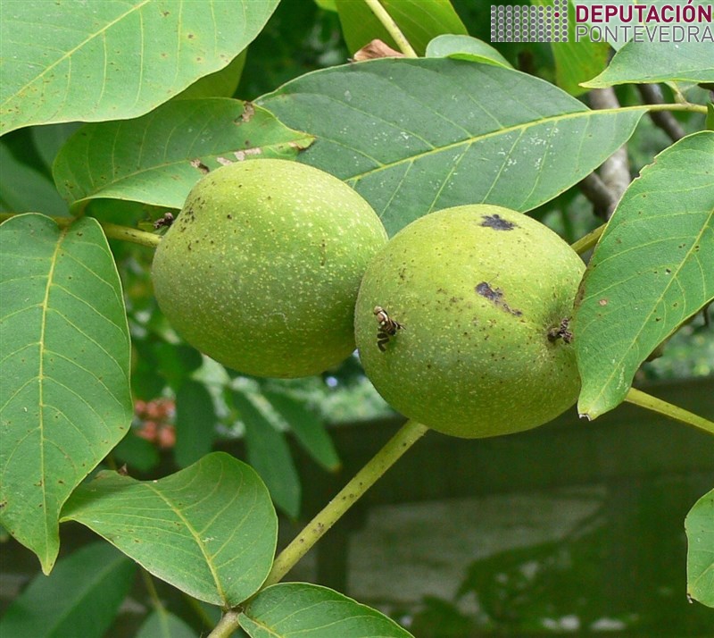 Adulto de Rhagoletis completa en noz