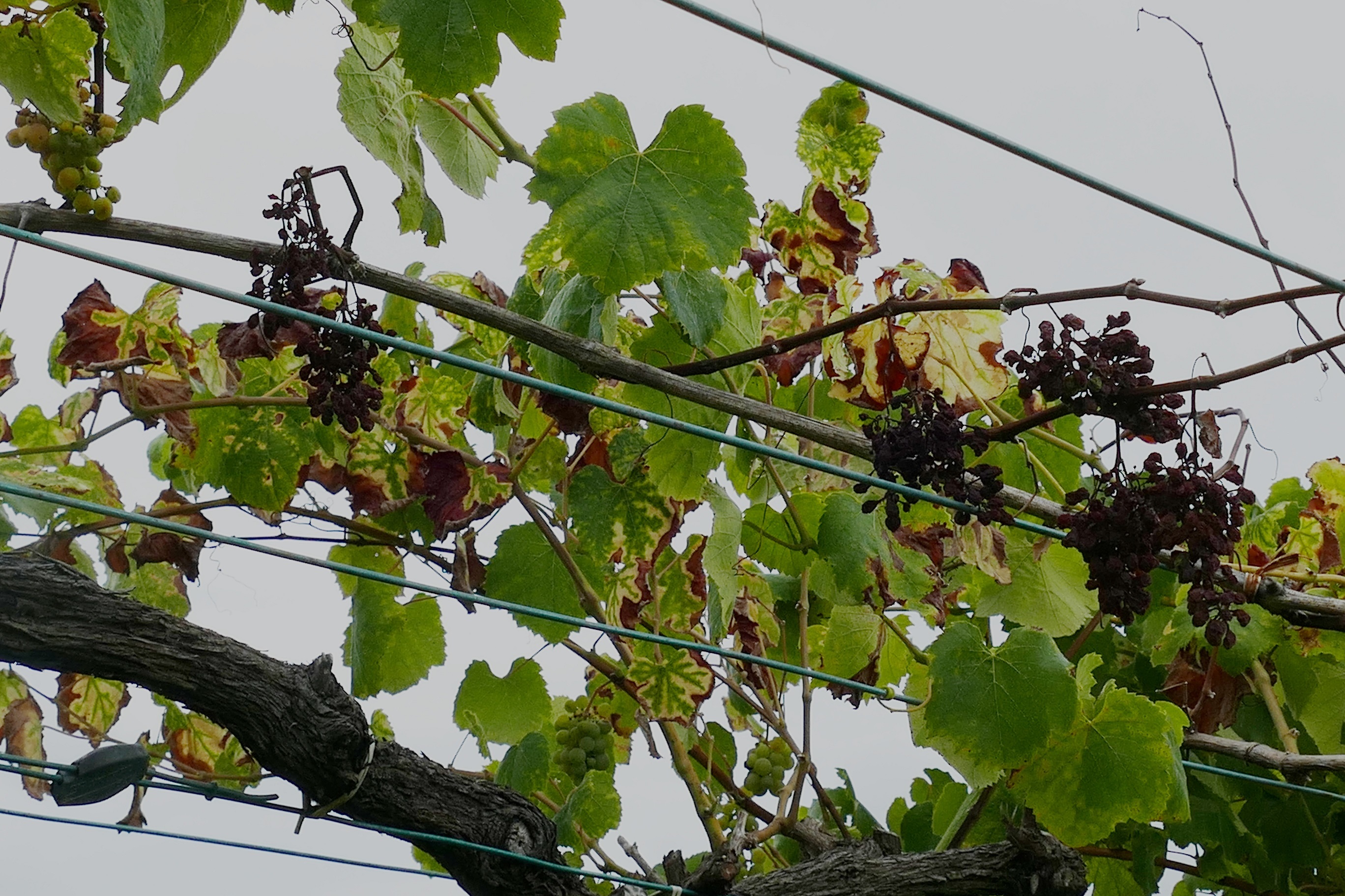 Brazo de vid afectada de enfermidad de la madera.