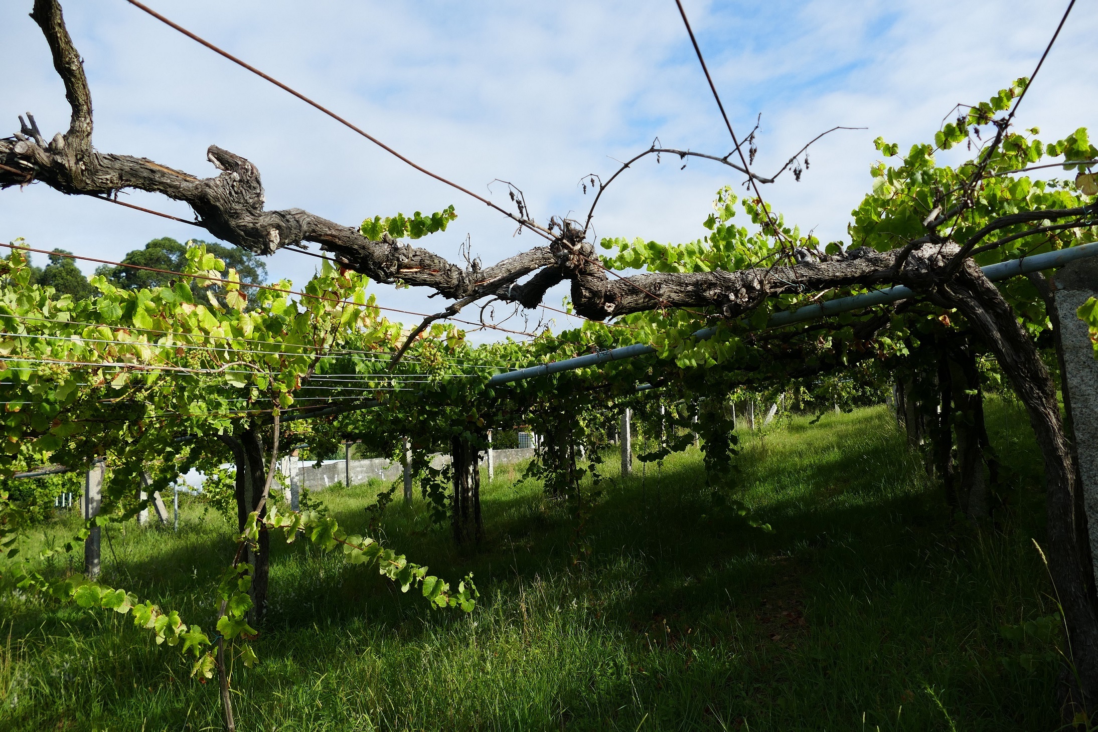 Planta muerta por enfermedad de la madera.