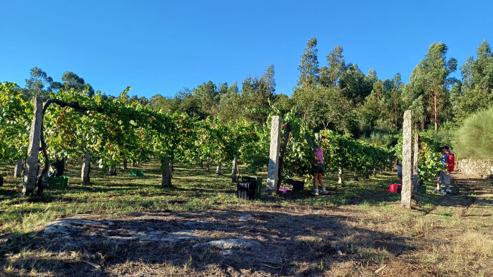 A pesar de las condiciones climáticas adversas, la calidad de la uva ha sido excelente, gracias a las características del suelo y a las variedades autóctonas cultivadas.