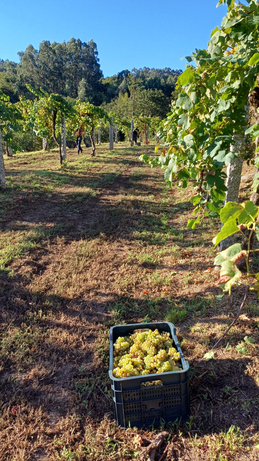 La Deputación de Pontevedra, a través de esta iniciativa, fomenta la producción de vinos de calidad y contribuye al desarrollo económico y turístico del entorno.