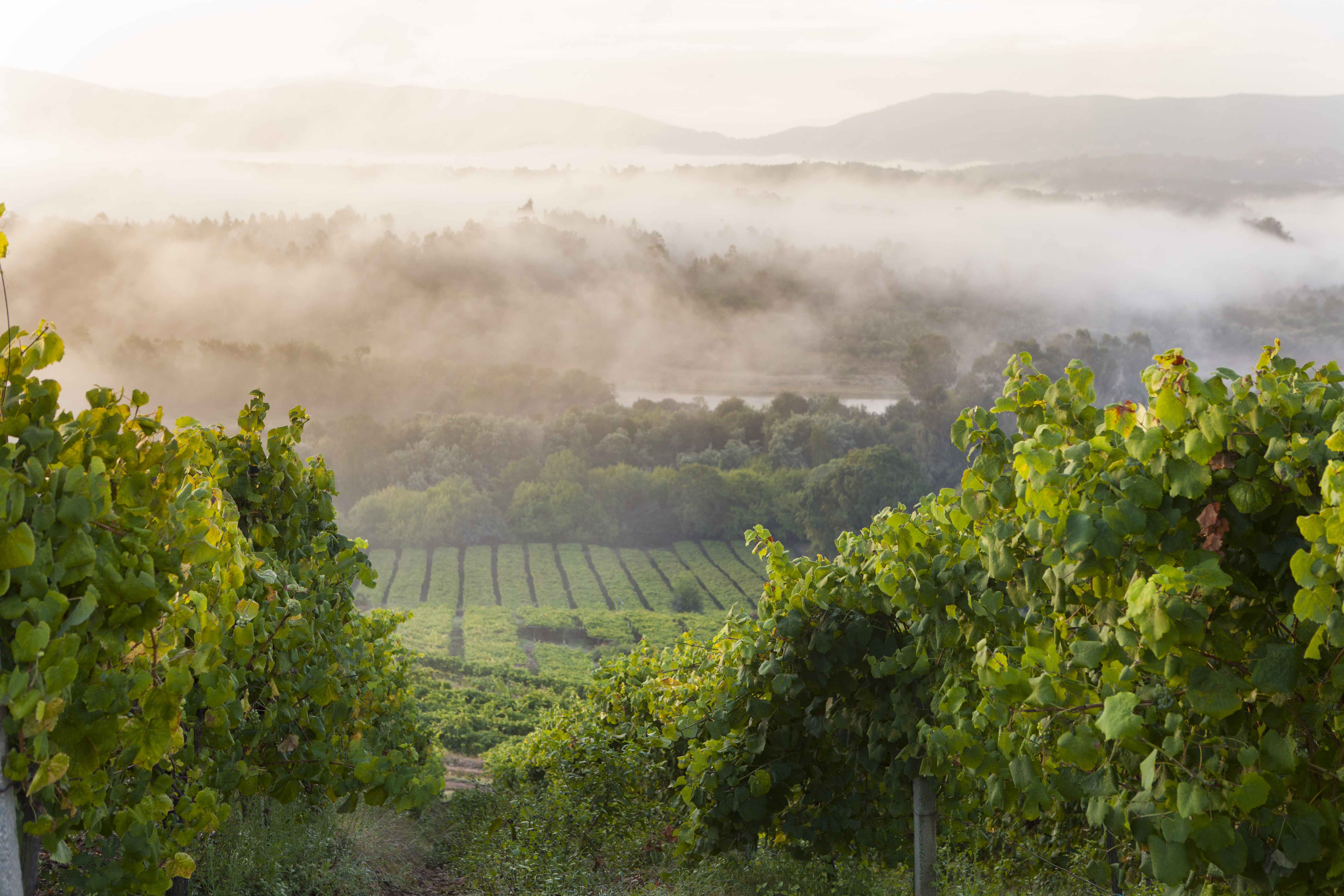 Amanece entre brumas sobre el viñedo de Fillaboa, bañado por la niebla matinal junto al río Miño. Un paisaje mágico que anuncia la excelencia de sus albariños.