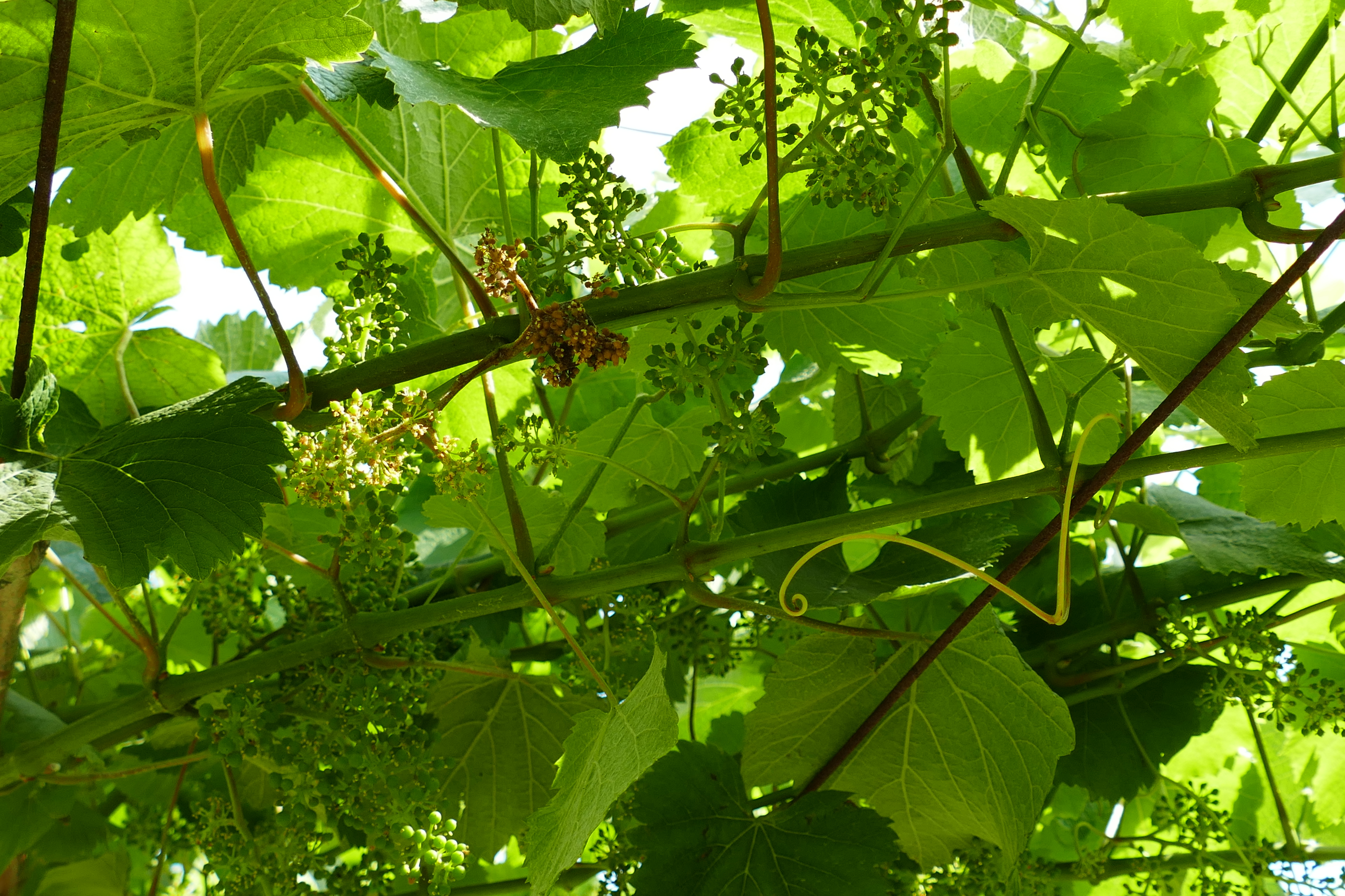 Racimo afectado de mildio pero ya sin frutificación.