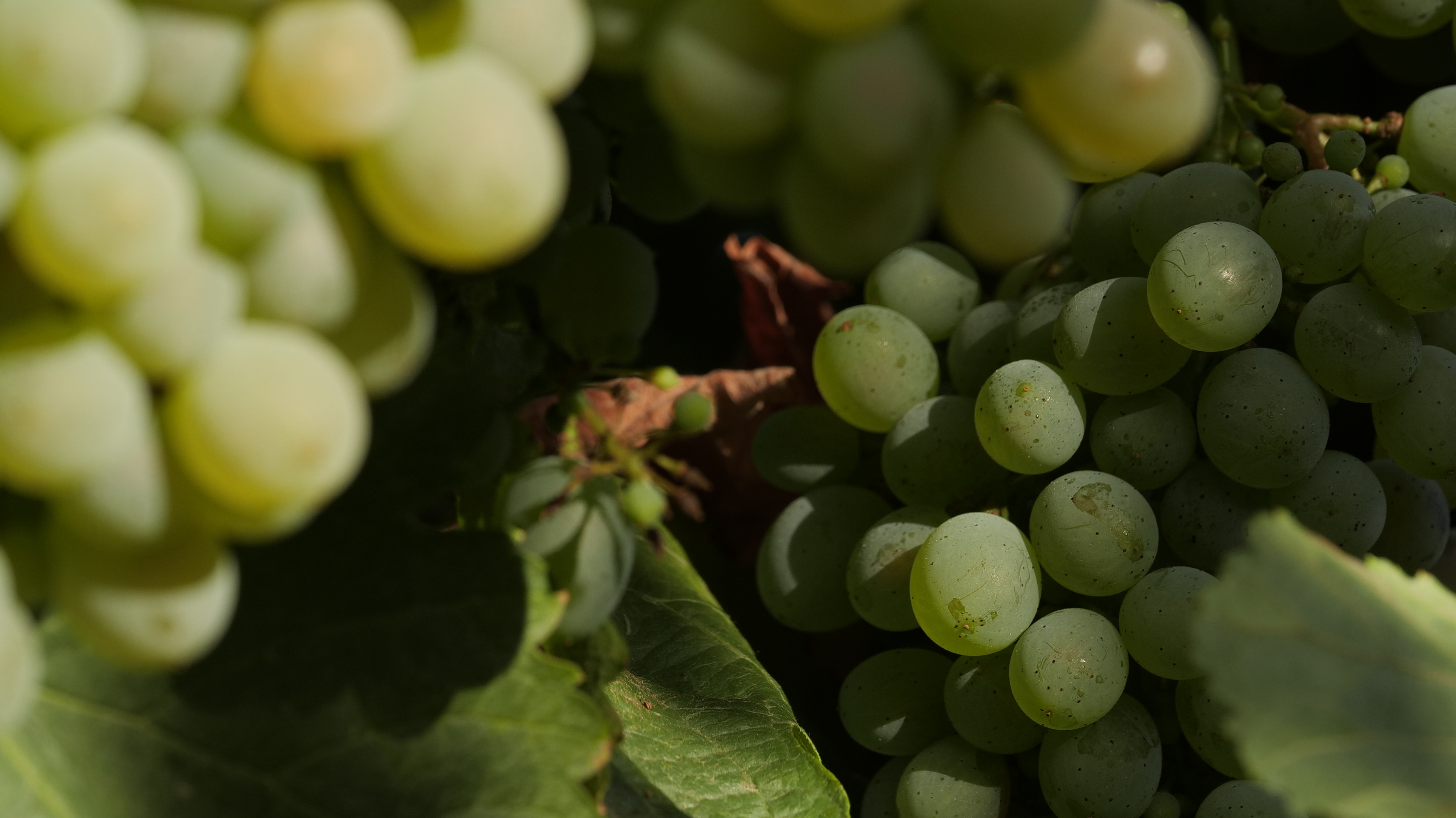 En el corazón de Valdeorras, la vendimia 2025 de Vinos Barco representa un acto de fe: la tierra herida por el fuego nos regala un nuevo fruto de esperanza.