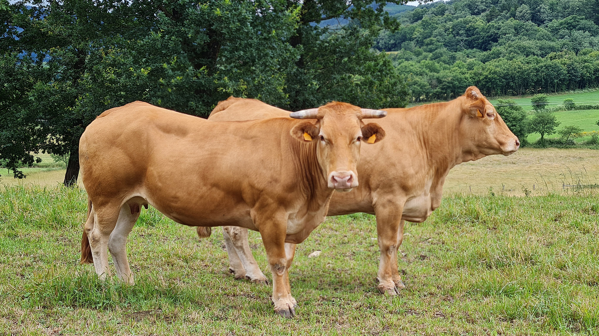 FundacionJuanadeVega_TerneraGallega01