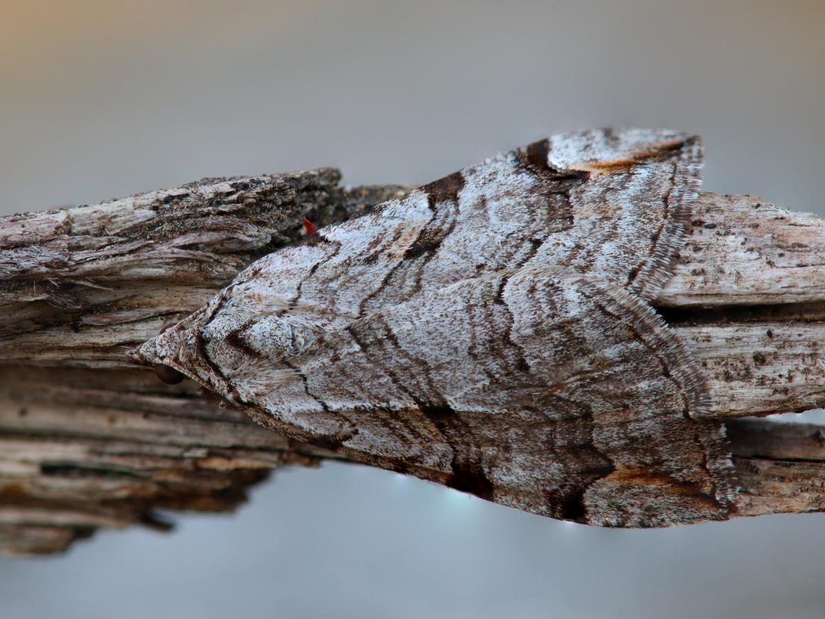 20260814 Aplocera cf. plagiata
